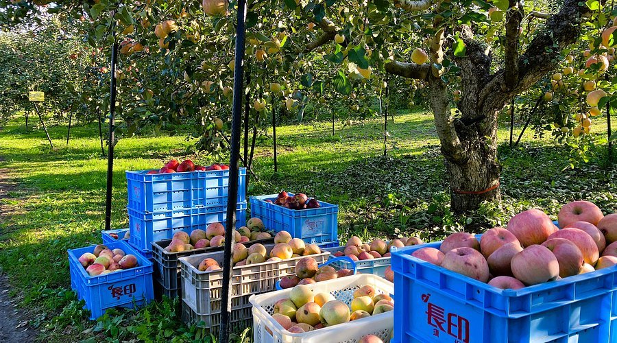 🍷 고바야시 이코마 고원 포도주 공방 (코바야시 이코마코겐 부도슈코보) 이미지 4